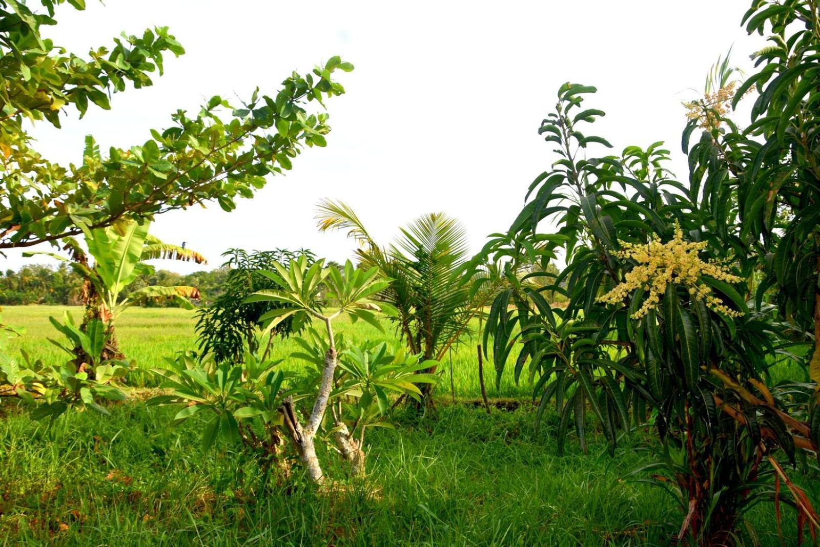 Meegahapokuna Resort Anurâdhapura Extérieur photo